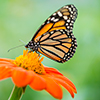 Adapting to change: New models of practice and training	