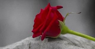 Coping with the loss of your loved one