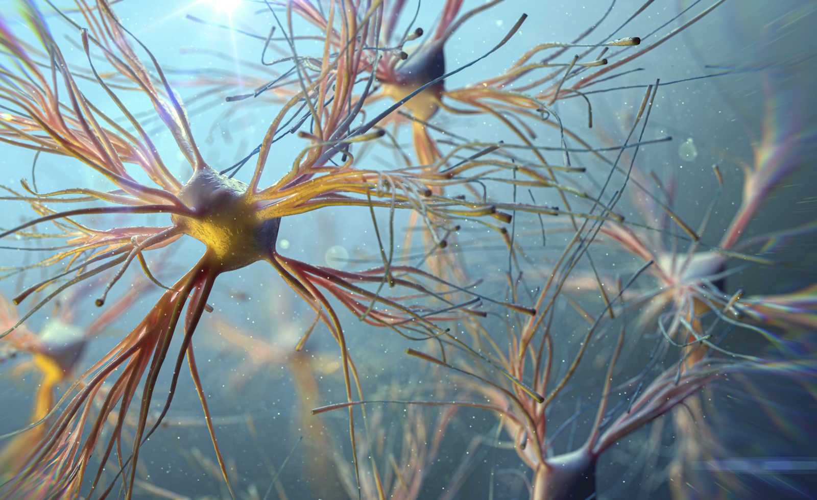 Illustration of astrocyte cells
