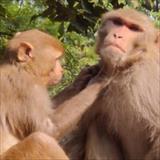 two monkeys grooming each other