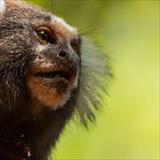 Marmoset on green background