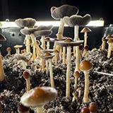 Understanding Adult Psilocybin Use and Psilocybin-Assisted Psychotherapy