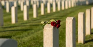 Roses on cemetery gravestone