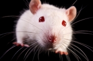 PSA Cover - Rat