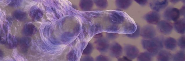 New Source of HIV Persistence