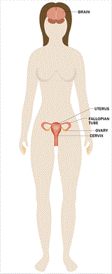 The Effects of Stress on Your Body