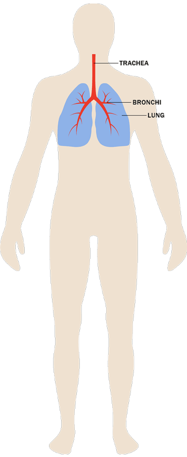 Human body gif blood circulation gif