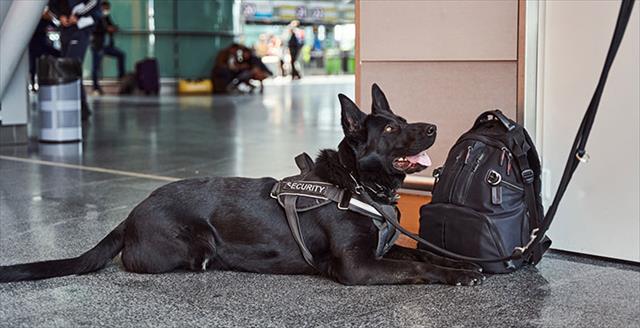 bomb-sniffing dog on duty at airport