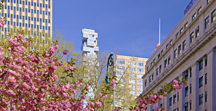 Pink flowering trees in bloom line a city street against a clear blue sky.