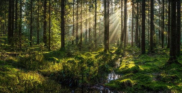 sunlight streaming through forest of mature trees