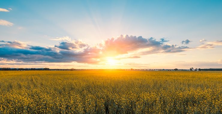 A stunning canola field illuminated by the soft glow of sunset