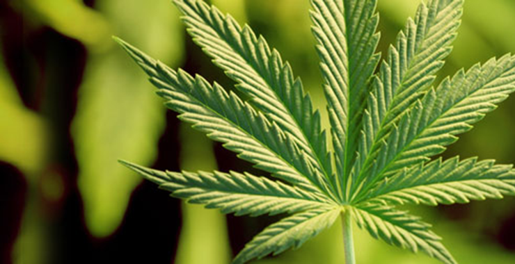 marijuana leaf