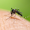 Mosquito